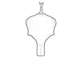   Anthidium jocosum  male, diagram showing ventral view of eighth sternum (S8), diagram from Gonzalez and Griswold 2013 
